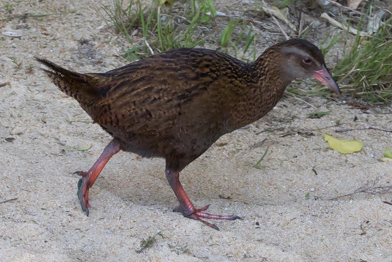 Gallirallus australis (Weka).jpg